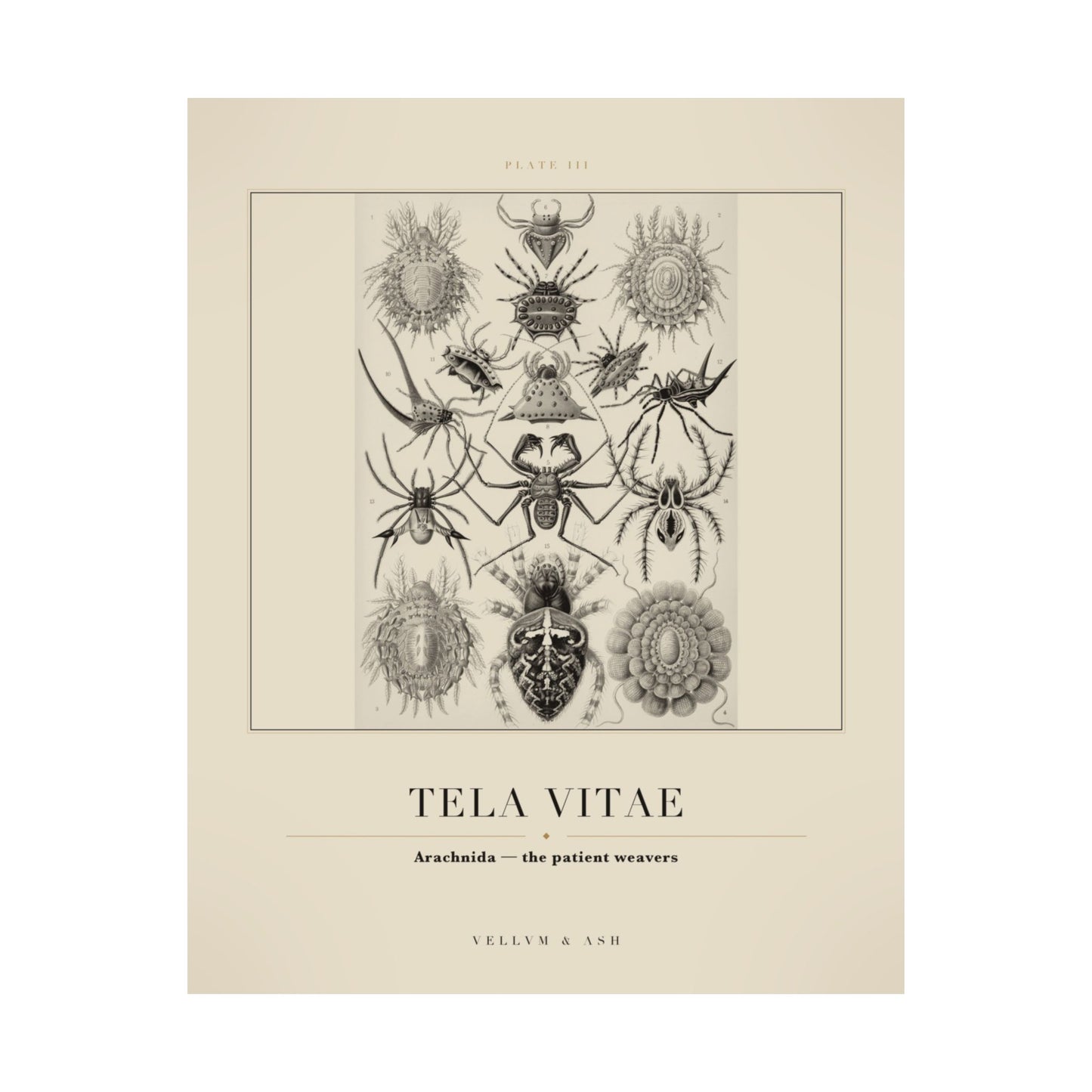 The Patient Weavers — Plate III