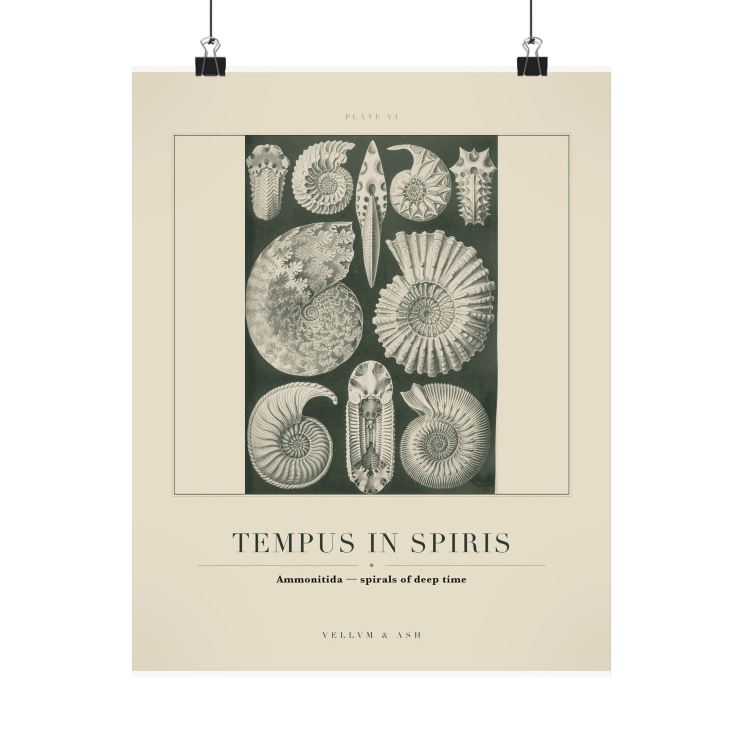 Spirals of Deep Time — Plate VI