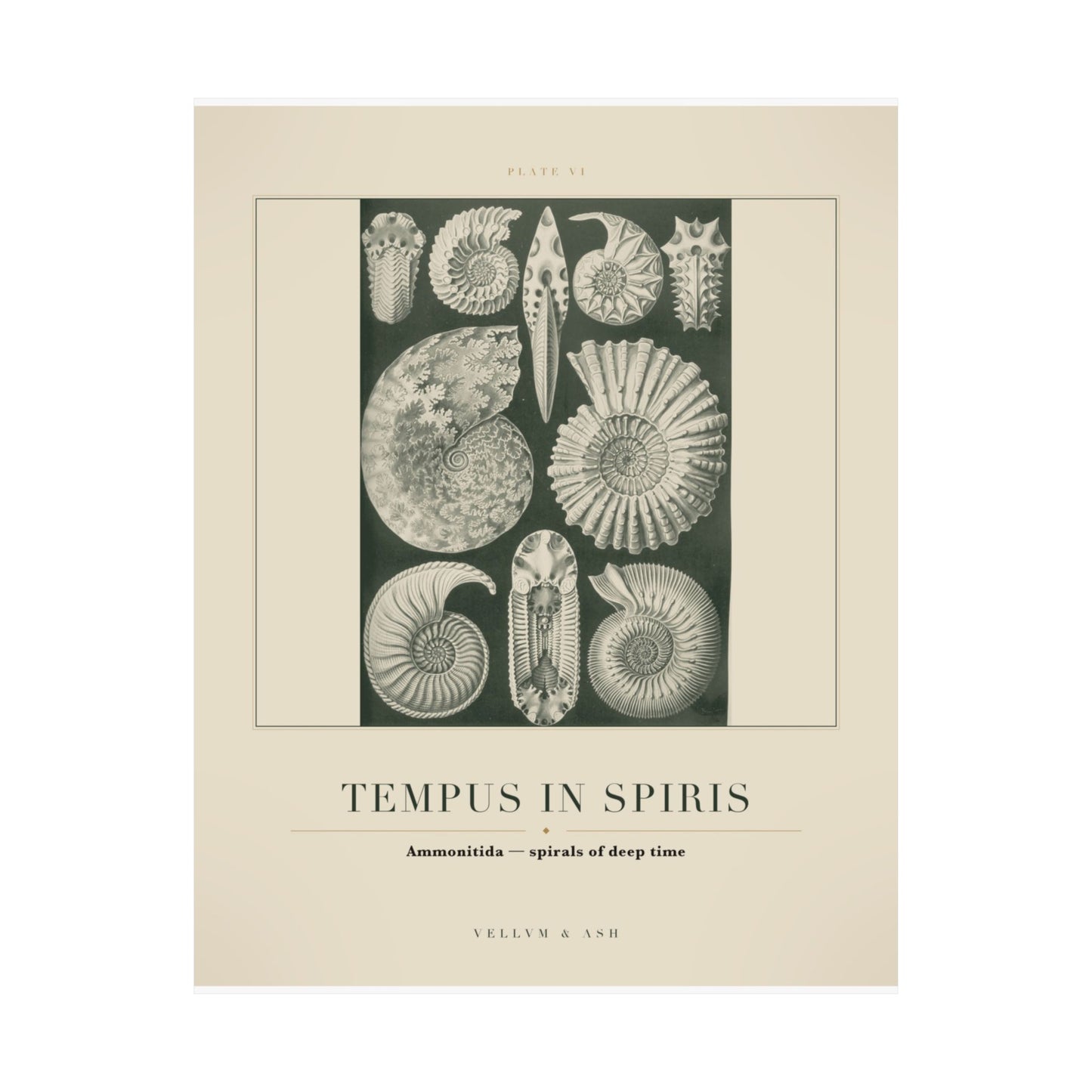 Spirals of Deep Time — Plate VI