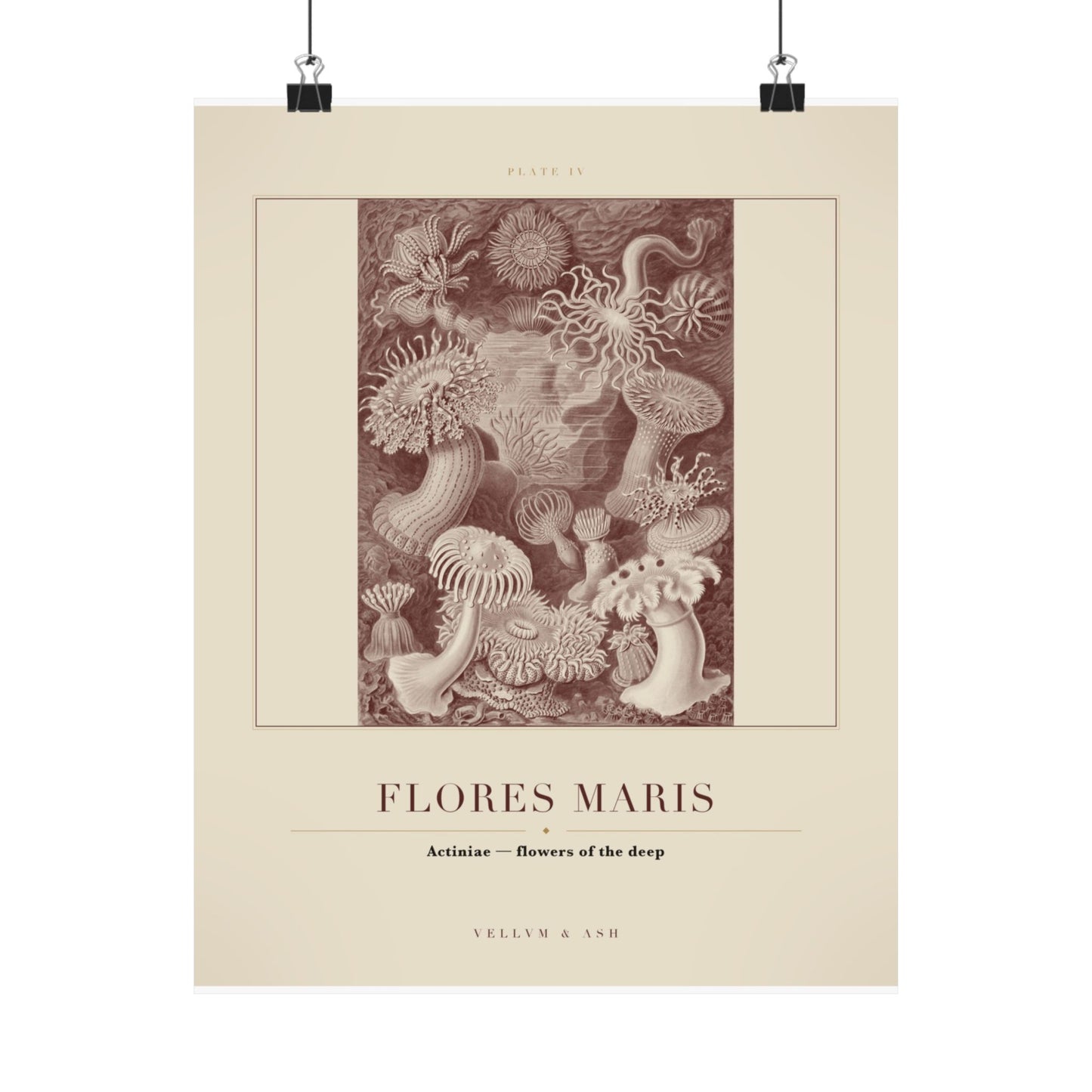 Flowers of the Deep — Plate IV