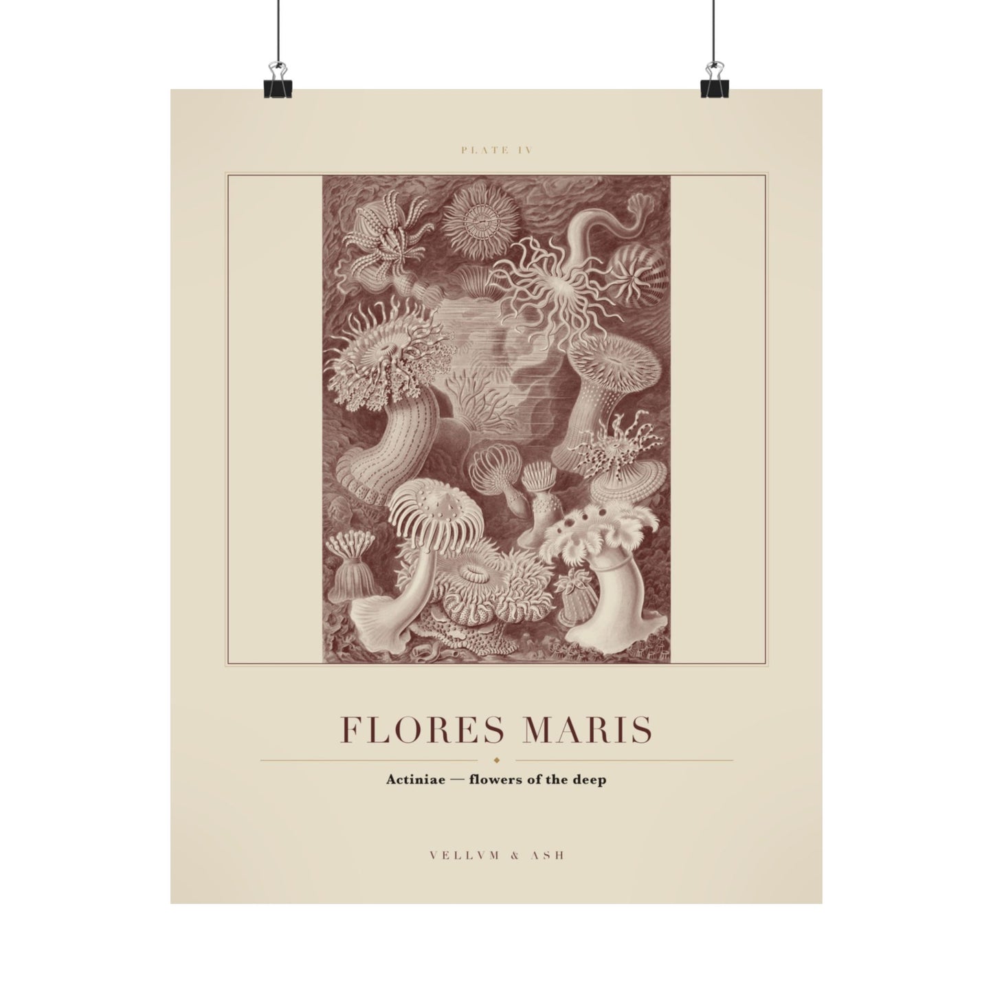 Flowers of the Deep — Plate IV
