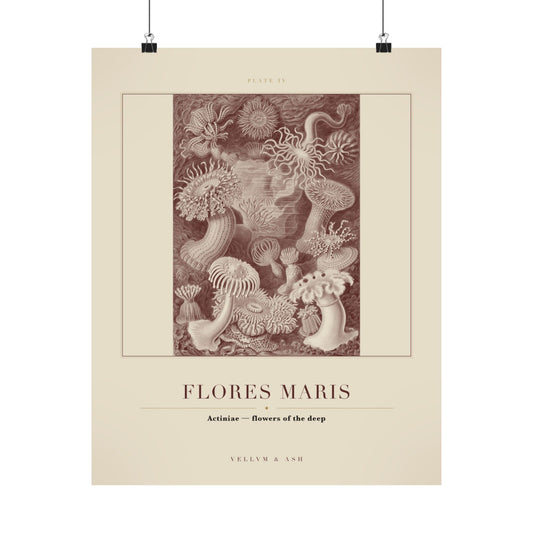 Flowers of the Deep — Plate IV