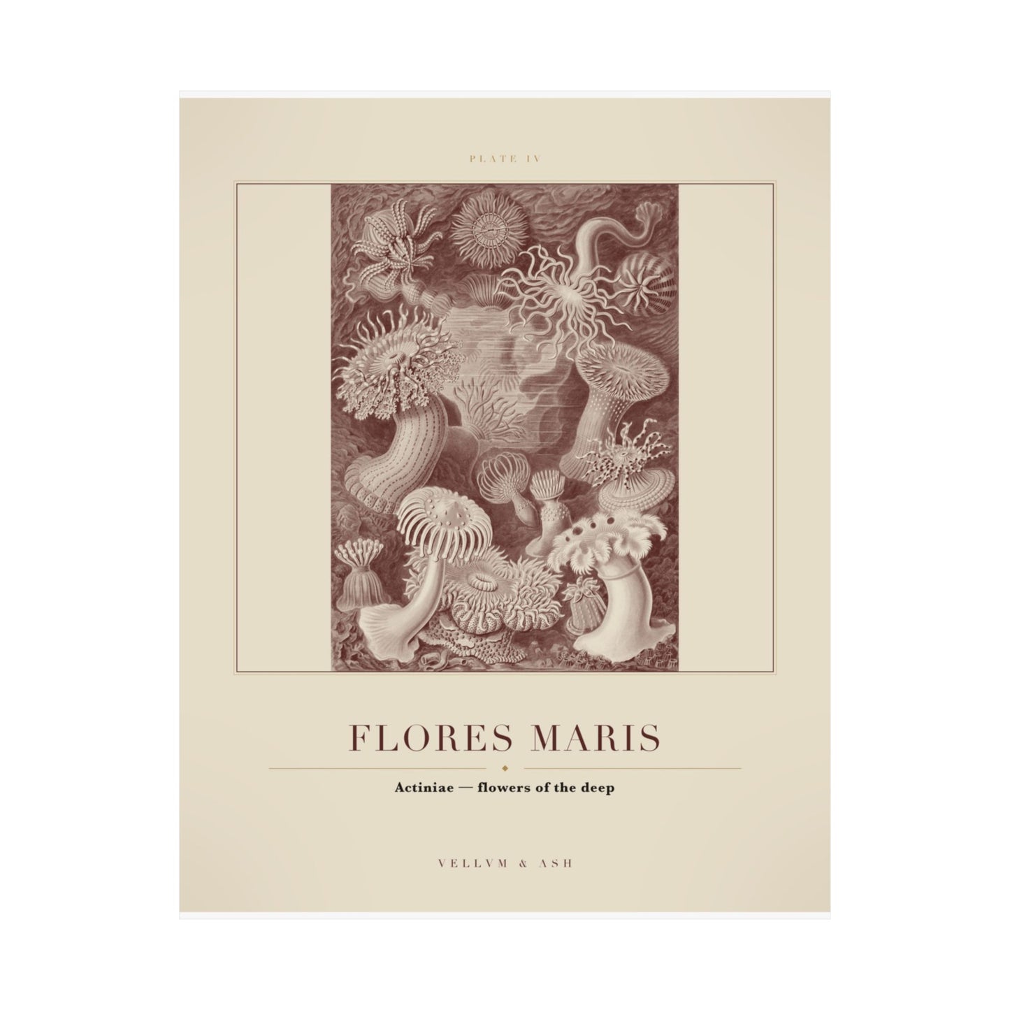 Flowers of the Deep — Plate IV