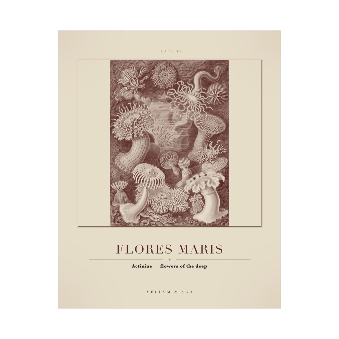 Flowers of the Deep — Plate IV