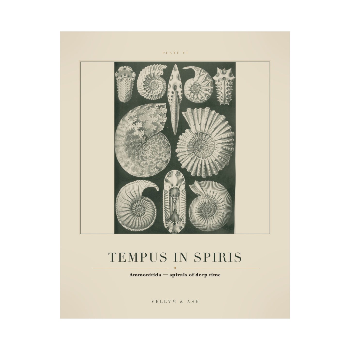 Spirals of Deep Time — Plate VI