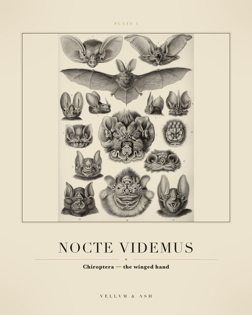 The Winged Hand — restored engraving of bats, Plate I
