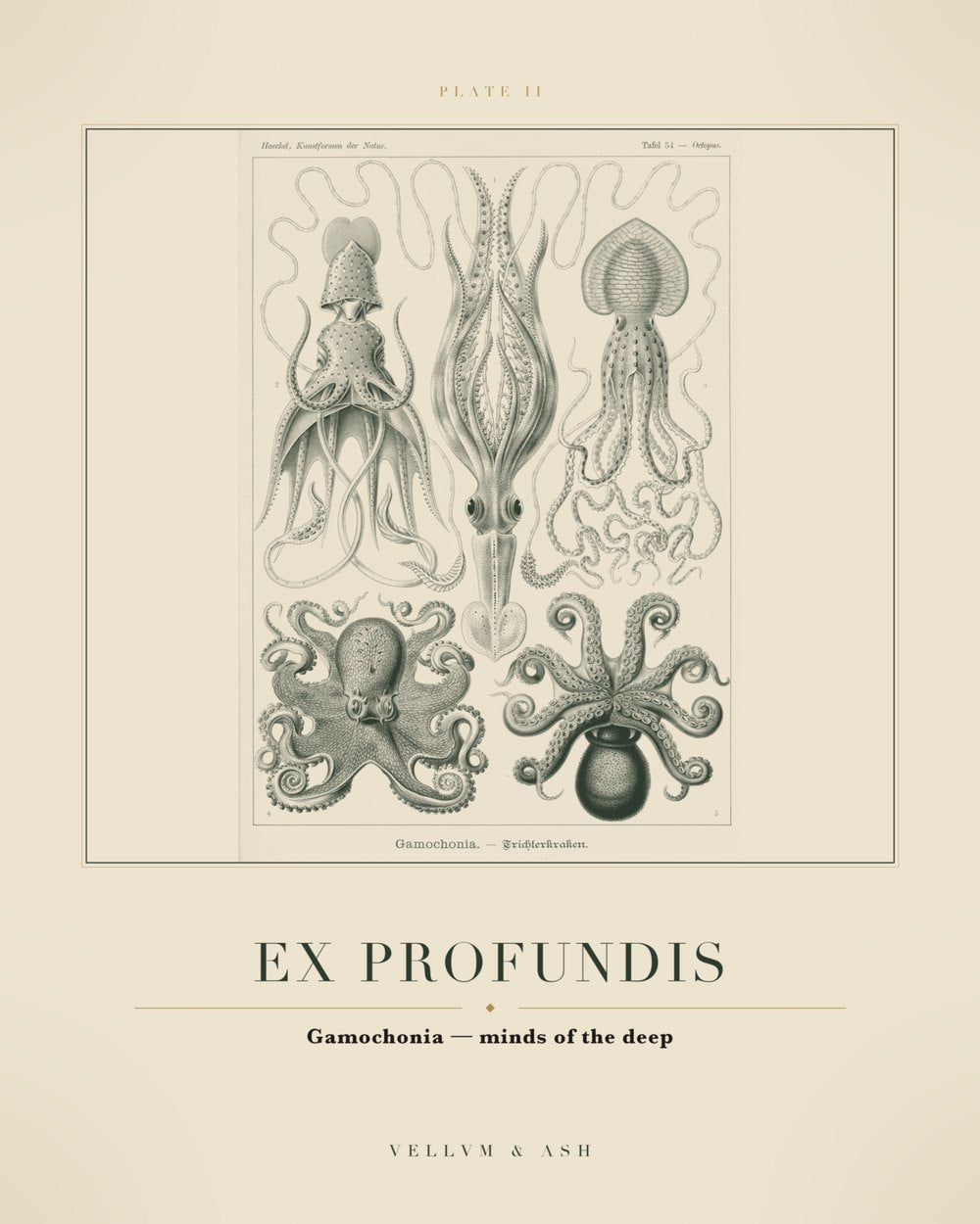 Minds of the Deep — restored engraving of octopuses, Plate II