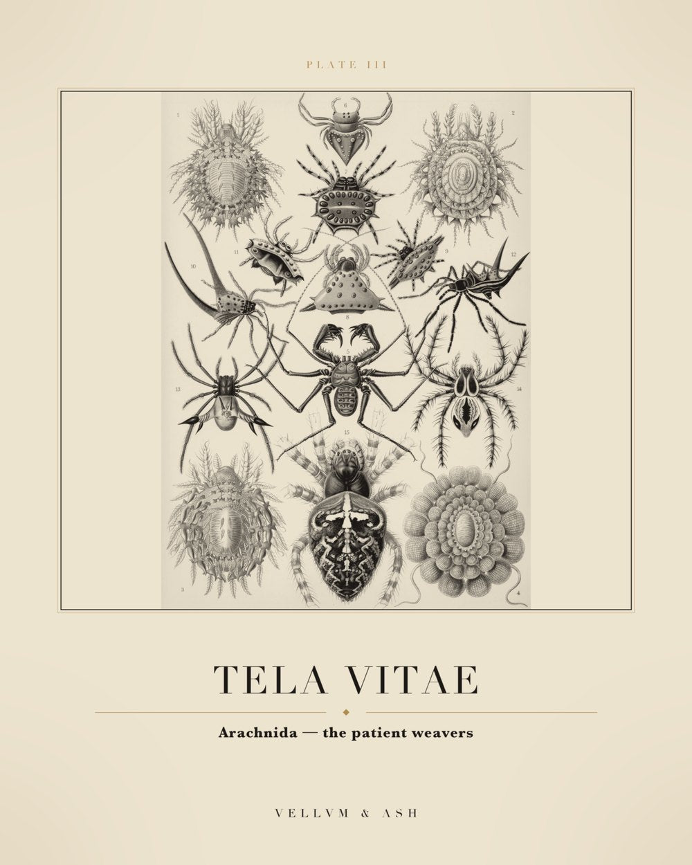 The Patient Weavers — restored engraving of spiders, Plate III