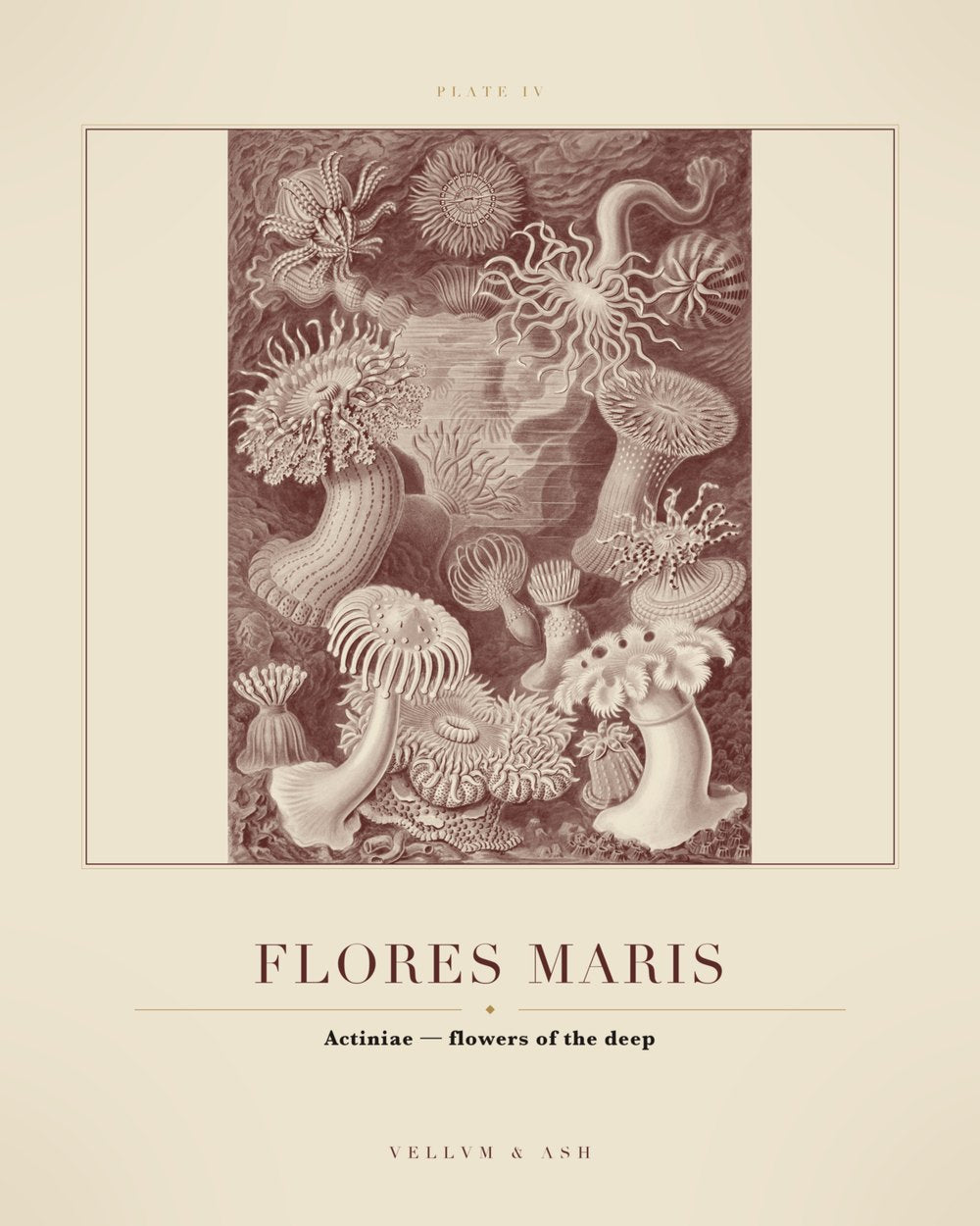 Flowers of the Deep — restored engraving of sea anemones, Plate IV