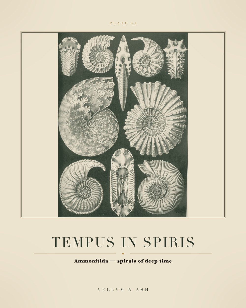 Spirals of Deep Time — restored engraving of ammonites, Plate VI